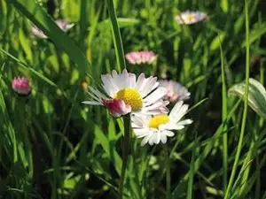 Blumenwiese